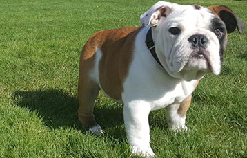 Tupper II sits on the grass at Bryant University.